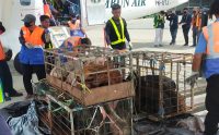 Satgas Ops Damai Cartenz bantu 30 ekor bibit babi untuk masyarakat Yahukimo