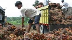 Cabut Larangan Ekspor Minyak Goreng, Petani Sawit Indonesia Apresiasi Presiden Jokowi