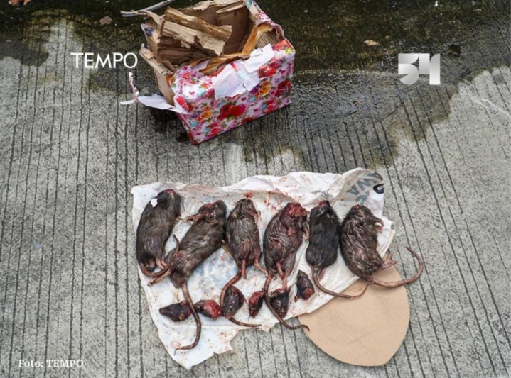 Mabes Polri Usut Pengirim Kepala Babi Dan Kali ini Tikus yang Dipenggal