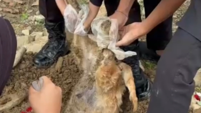 K9 Polri Turun Tangan Selidiki 2 Anjing Shelter di Sentul Mati Diduga Diracun