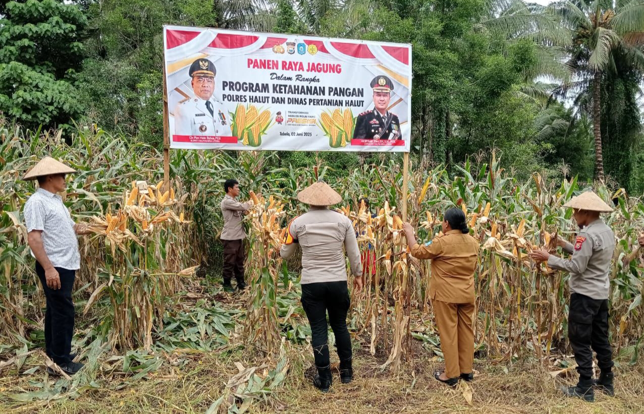 Polres Halmahera Utara Sukses Gelar Panen Raya Jagung Dukung Ketahanan Pangan Nasional